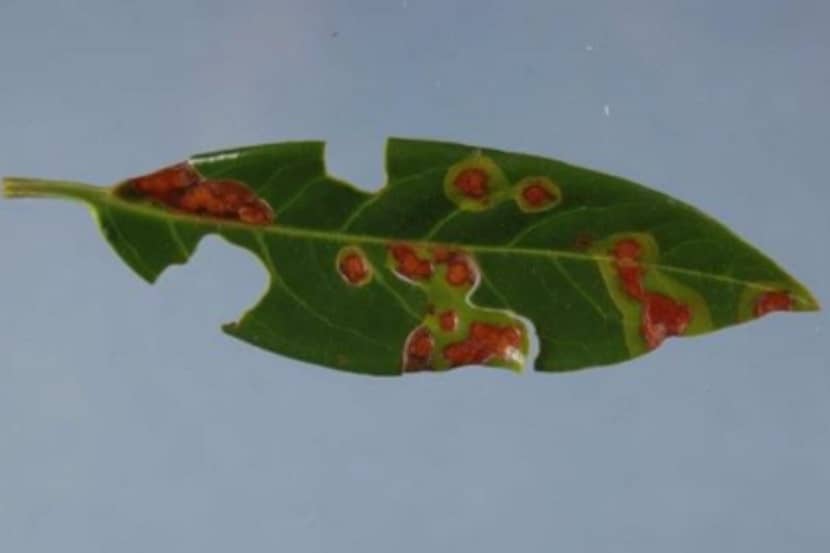 Xanthomonas arboricola pv. pruni (bacterievlekkenziekte van steenvruchten)