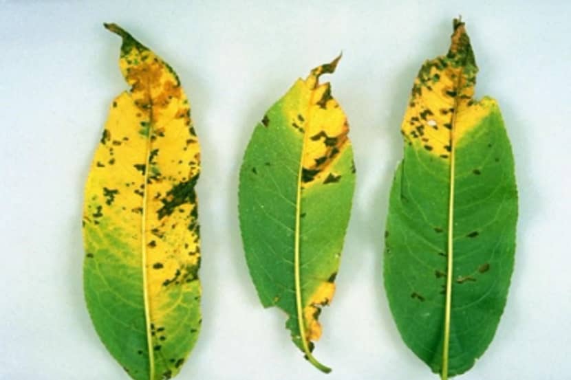 Xanthomonas arboricola pv. pruni (bacterievlekkenziekte van steenvruchten)