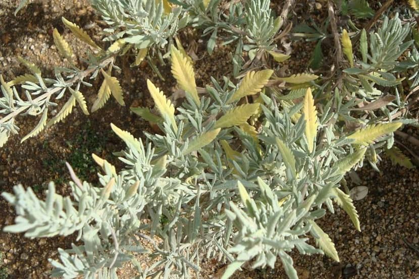 Symptomen van Xylella fastidiosa op Lavendula