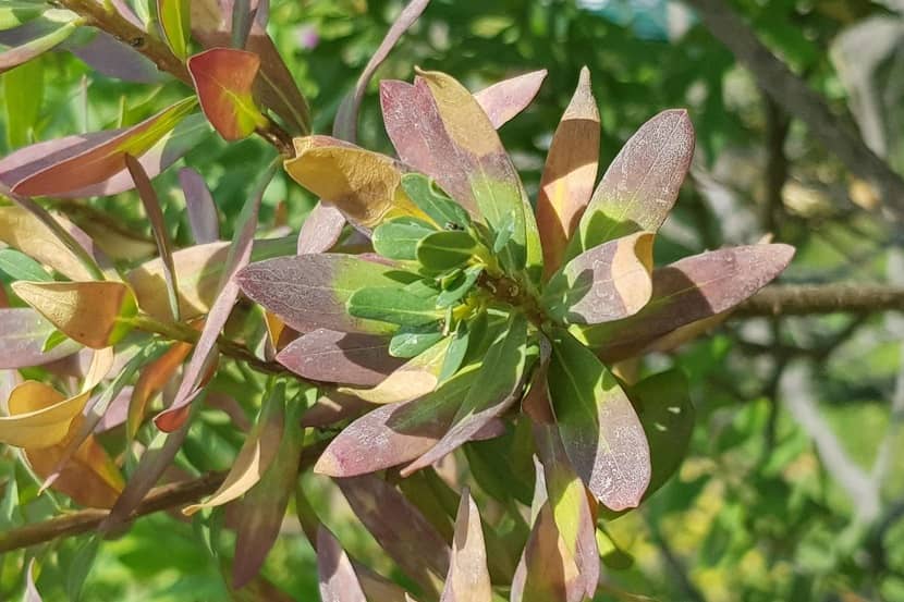 Symptomen van Xylella fastidiosa op Polygala