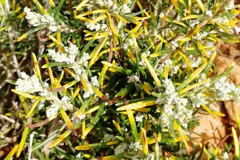 Symptomen van Xylella fastidiosa op Rosemarinus