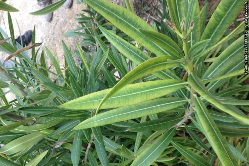 Symptomen van Xylella fastidiosa op Oleander