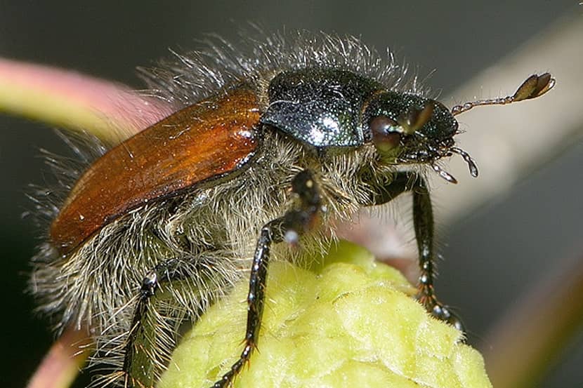 De rozenkever (Phylloperta horticula)