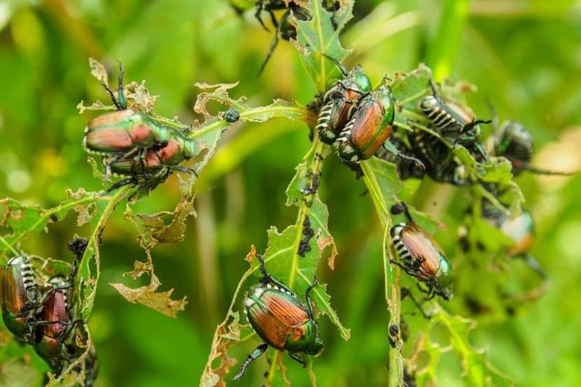 Japanse kever met witte haren in plukjes