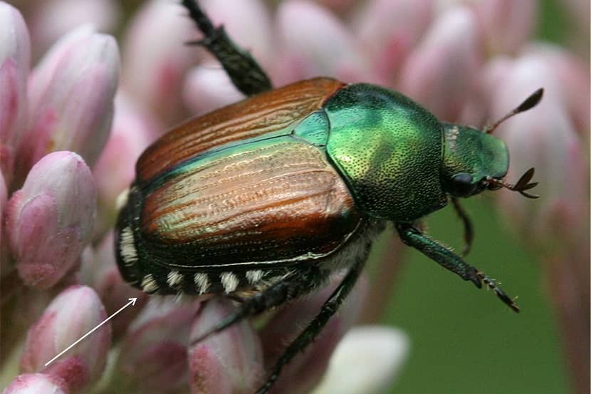 Japanse kever (Popillia japonica)