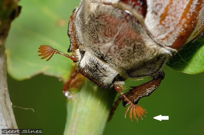 Kop van de meikever met oranjebruine antenne met 7 lamellen