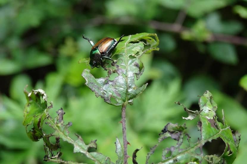 Schade Japanse kever op framboos