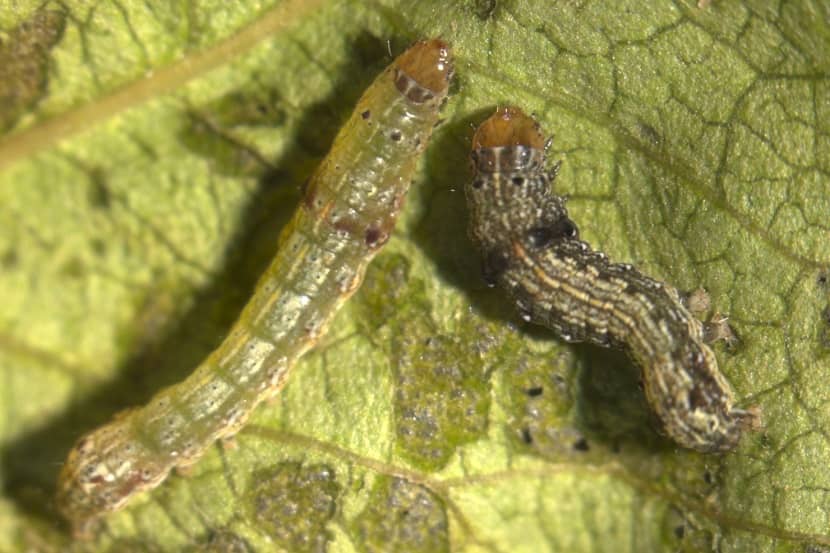 1e en 2e stadium van de rups van Spodoptera littoralis