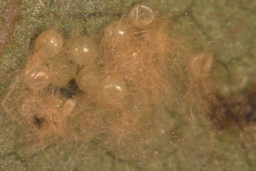 Pluis op het eipakket van Spodoptera