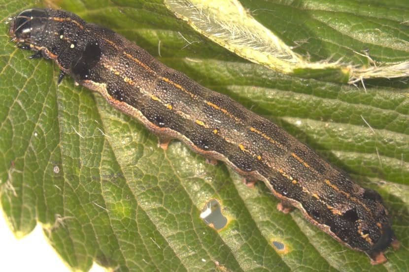 Volgroeide rups van Spodoptera litura