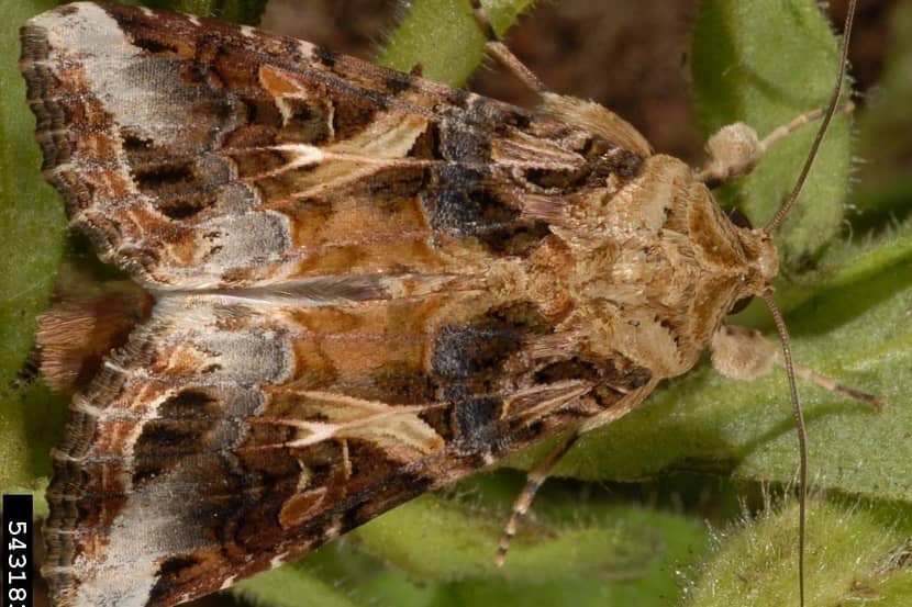 Adult van Spodoptera ornithogalli