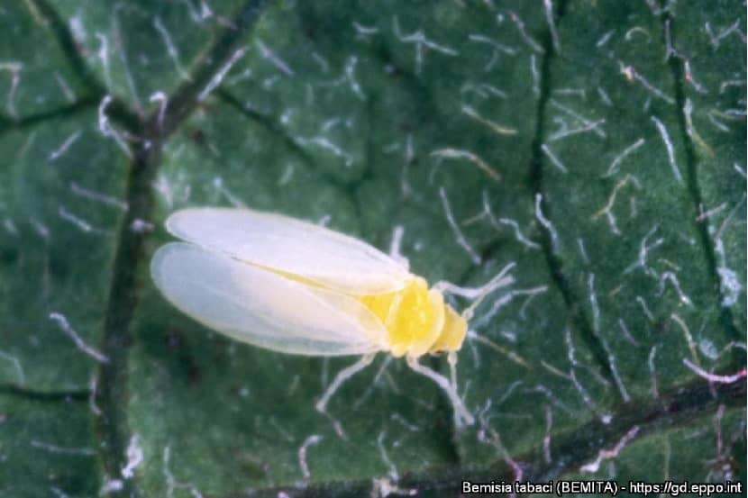 Adult van Bemisia tabaci (tabakswittevlieg)