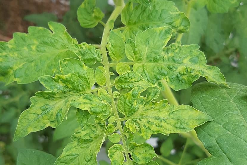 Close up van bladeren van een tomatenplant aangetast door het ToBRFV virus