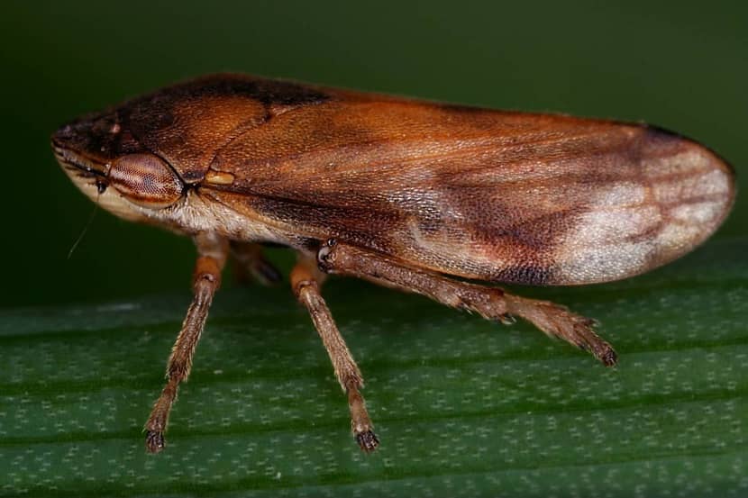 Neophilaenus campestris
