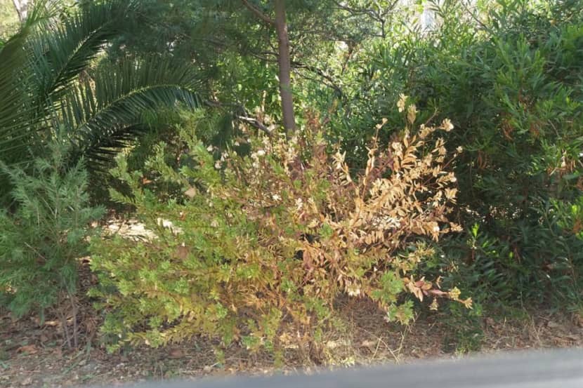 Symptomen van Xylella fastidiosa op Polygala myrtifolia