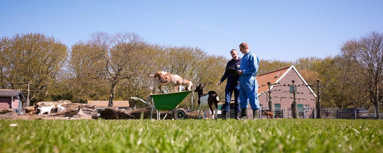Beheerder bij geitjes op kruiwagen