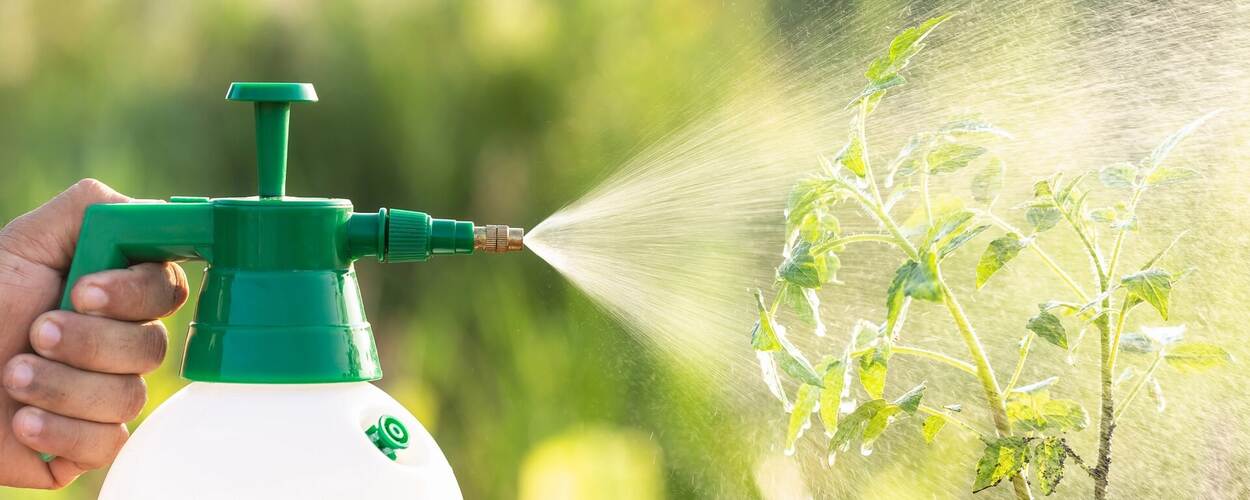 Bespuiten van tomatenplant