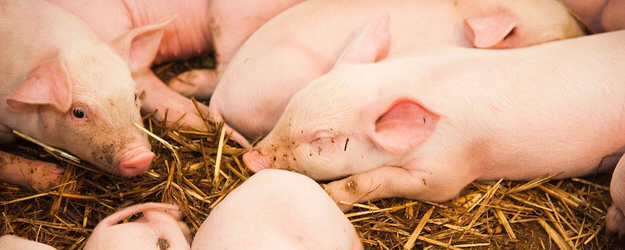 Biggen in het stro