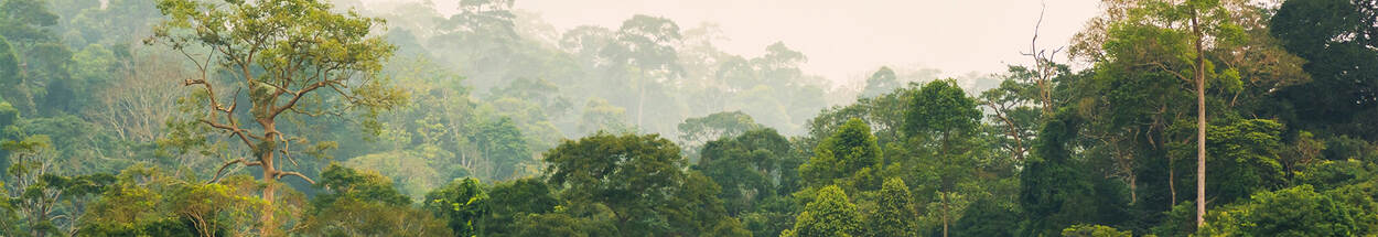 Boomtoppen in een tropisch regenwoud