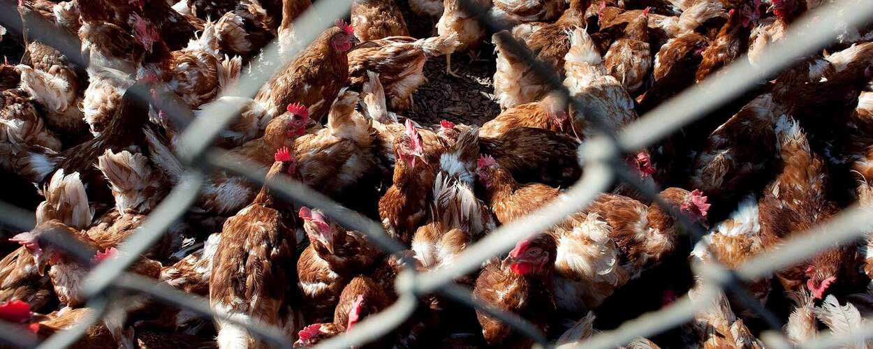 Bruine kippen achter gaas