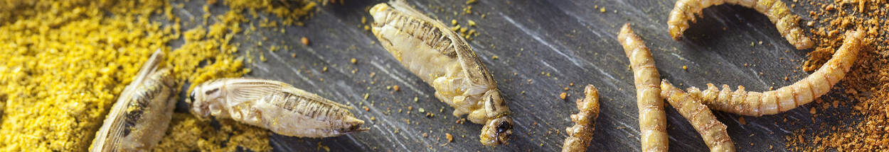 Eetbare insecten (meelwormen en sprinkhanen) met gele en oranje kruiden op een grijze ondergrond