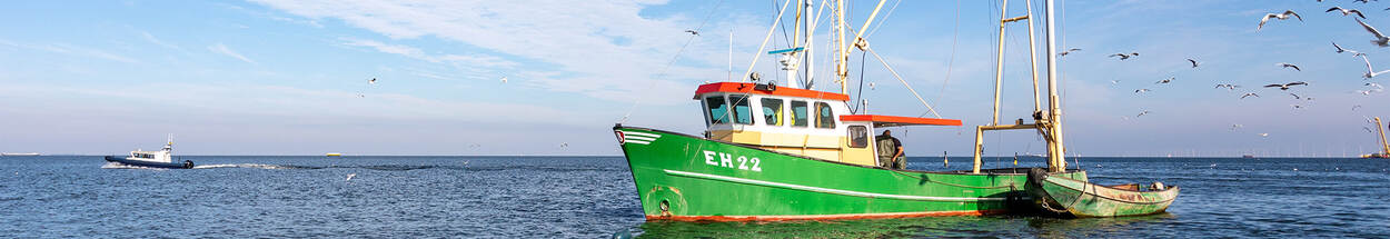 Groene vissersboot op zee omringd door vliegende meeuwen