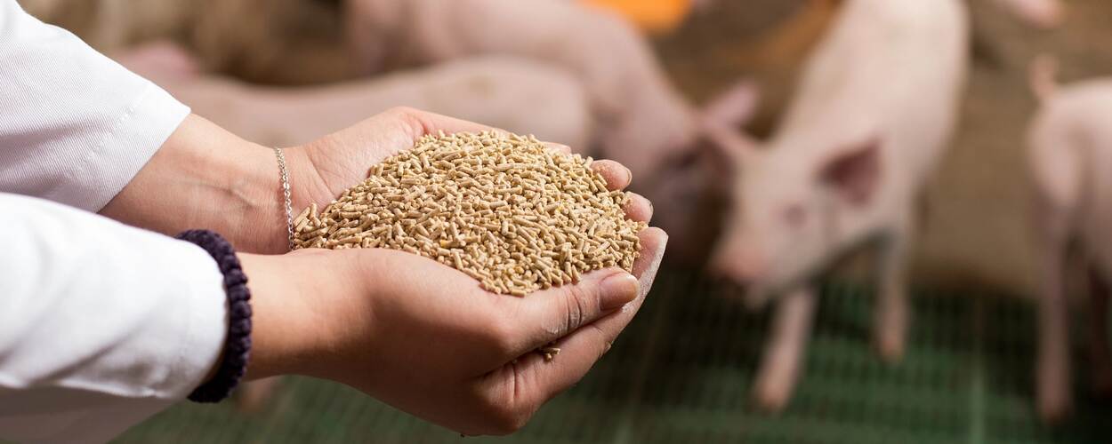 Handvol diervoeder voor varkens
