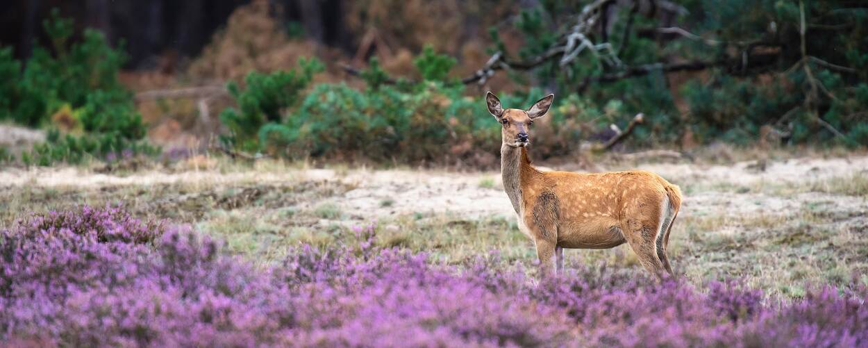 Hert op de Veluwe