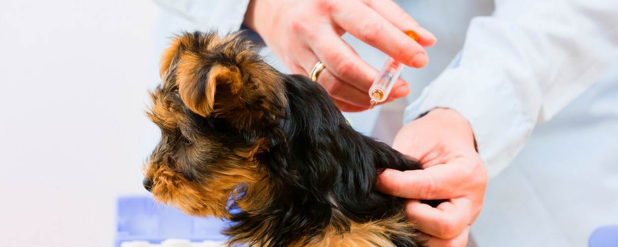 Hond krijgt injectie