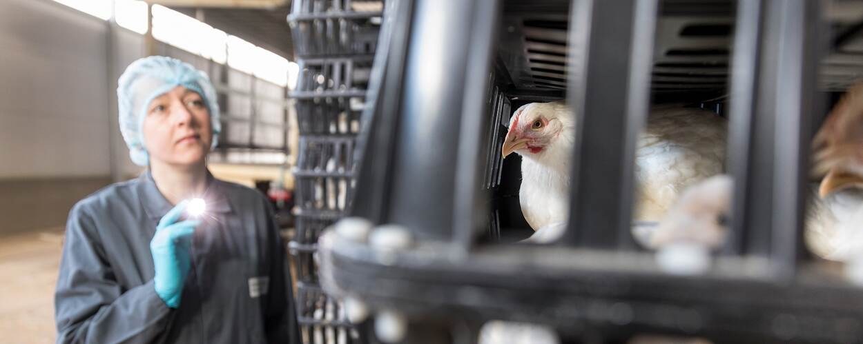 Inspectie bij pluimveeslachterij