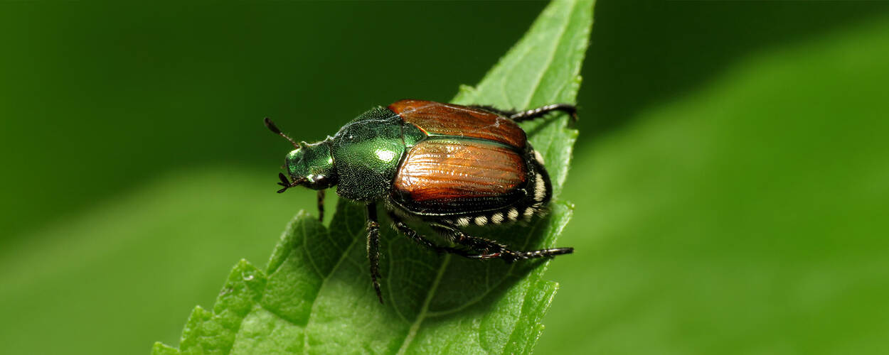 Japanse kever (Popillia japonica)