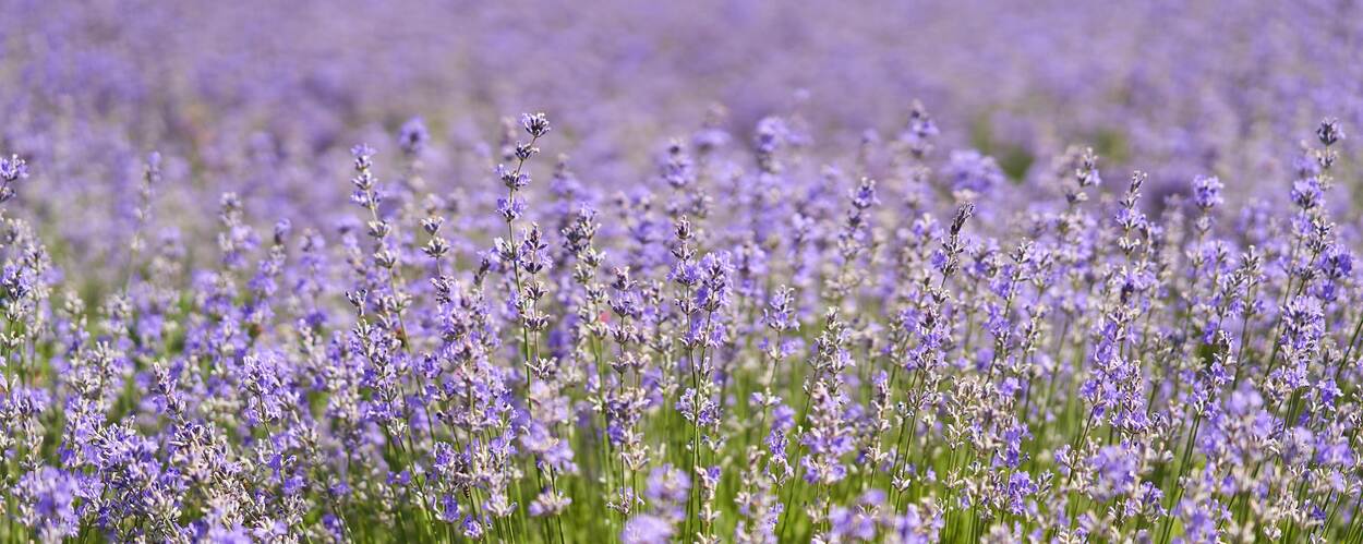Lavendel in een veld