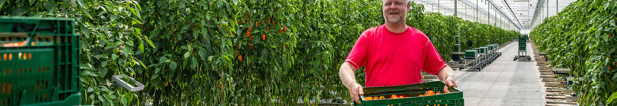 ent Paprikateler met groene kist vol paprika's in de kas