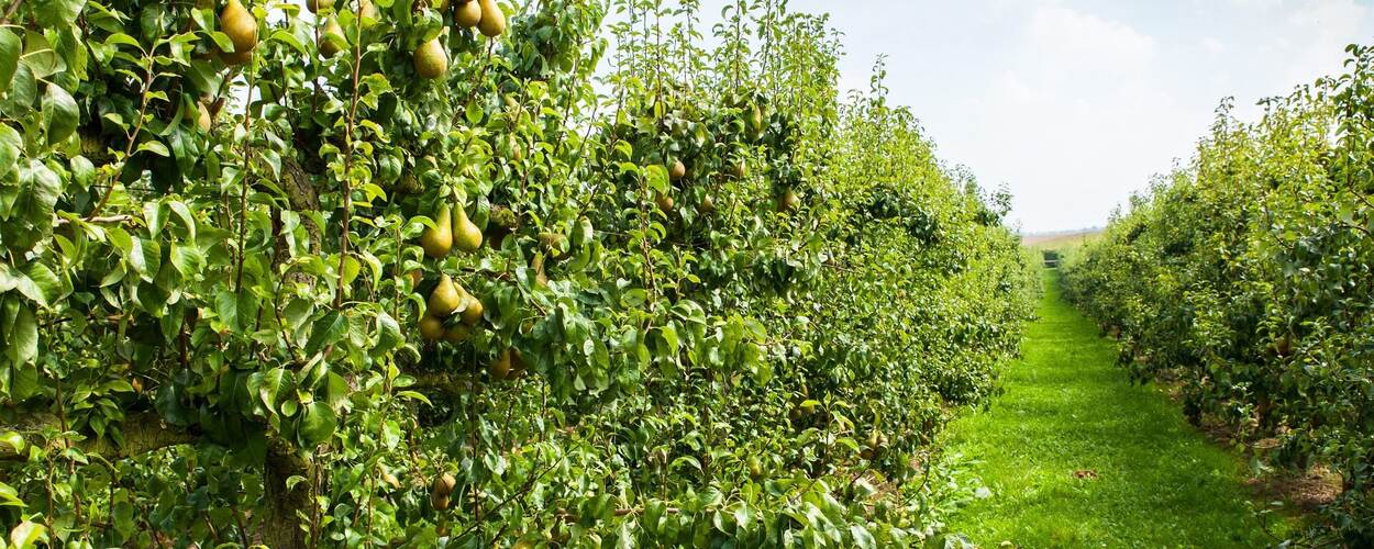 Peren boomgaard