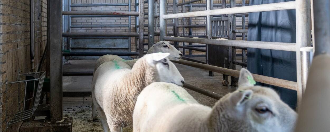 Schapen tussen hekken