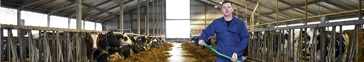 Boer voert koeien in schuur