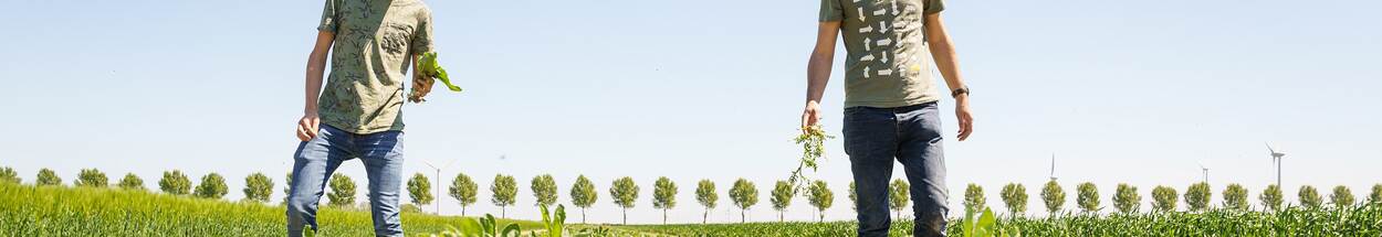 Rooien van sla door 2 boeren