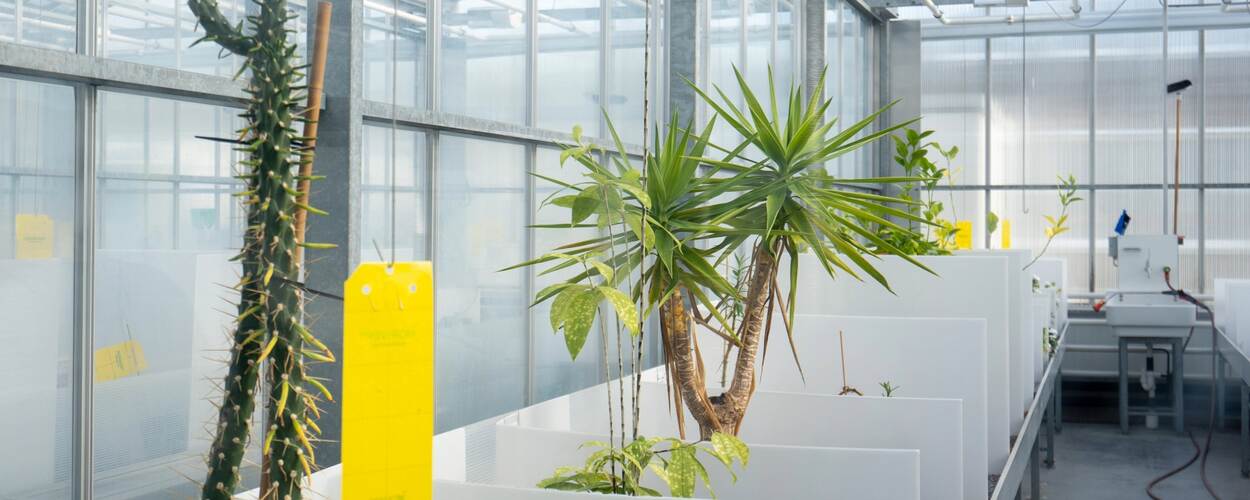 Plantenlab in Wageningen