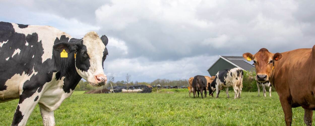 Runderen in de wei