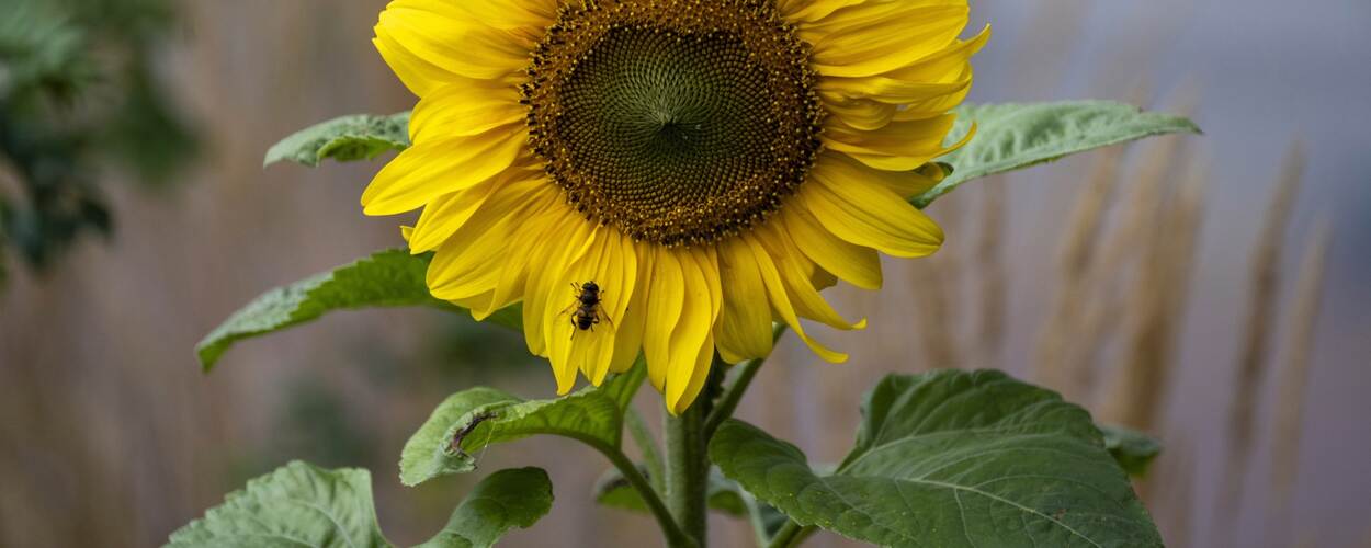Zonnebloem met bij
