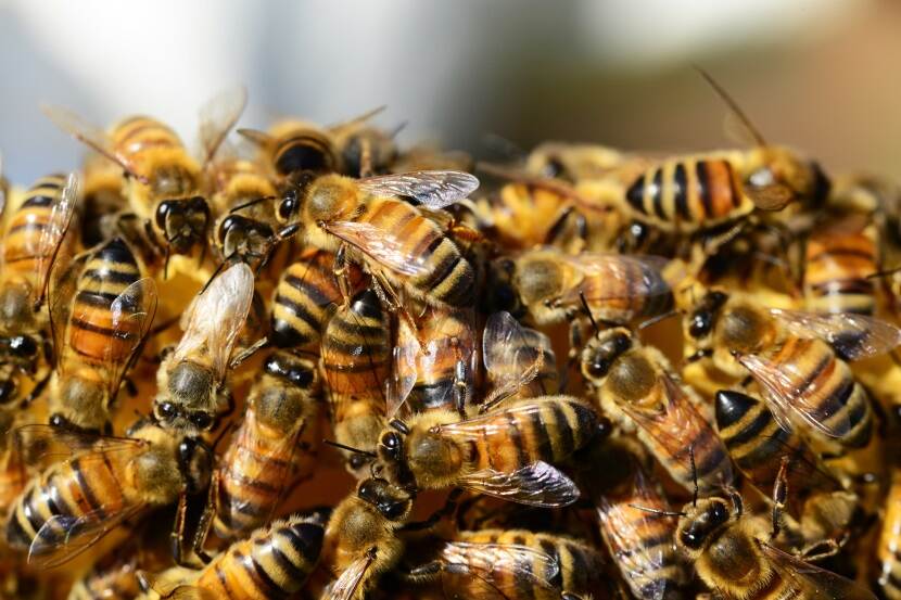 Close-up van groep honingbijen