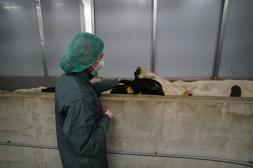 NVWA dierenarts controleert oormerk van koe