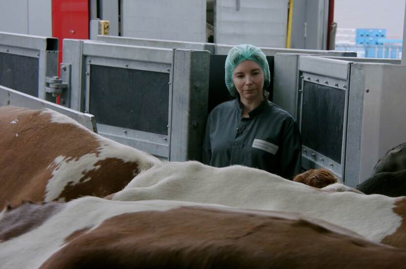 NVWA inspecteert koeien