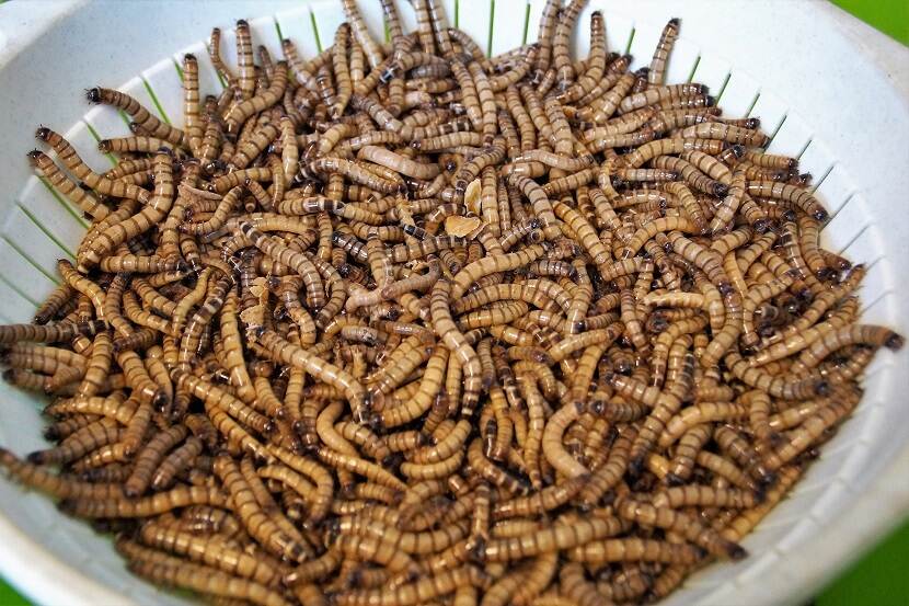 Bord meelwormen