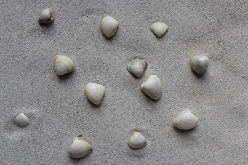 Amerikaanse strandschelp