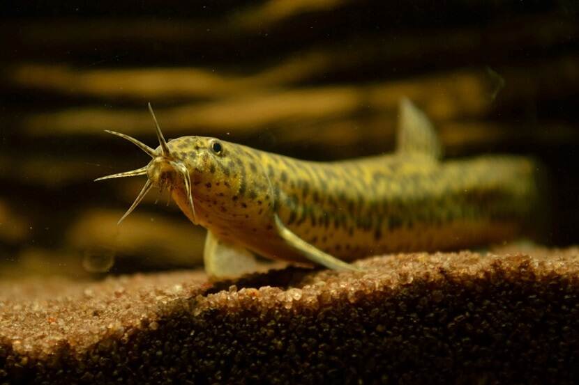 Aziatische modderkruiper