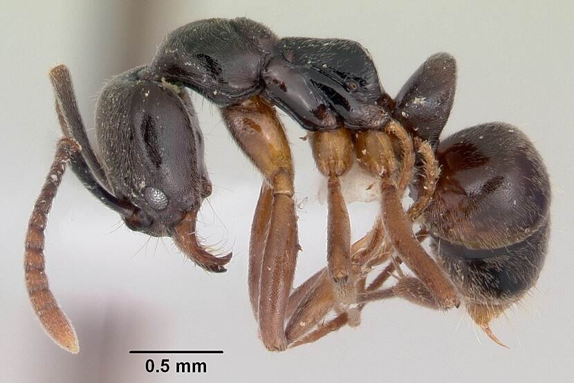 Aziatische staafmier