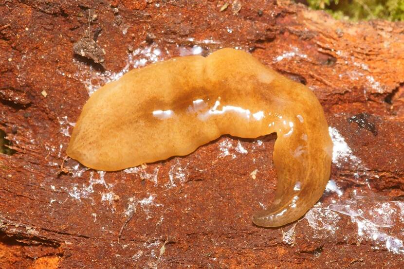 Grote gevlekte landplatworm