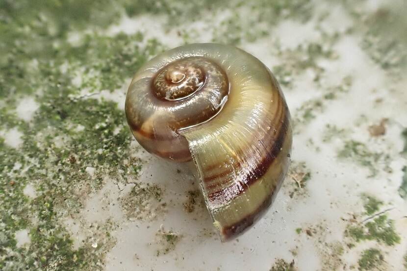 Grote posthorenappelslak