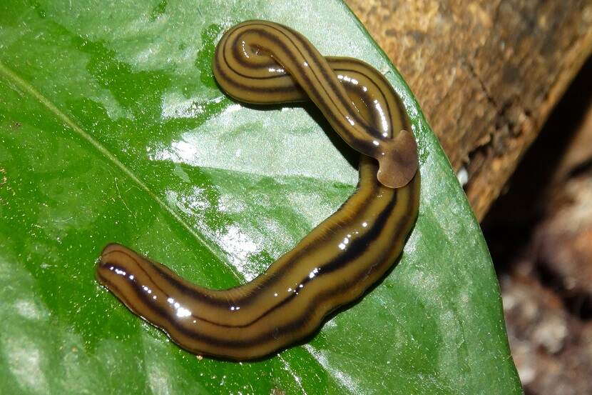 Hamerhoofdplatworm